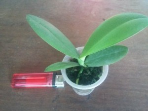 Hồ điệp size cây khoẻ, đẹp