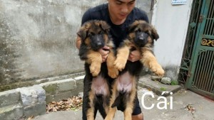 Bán Đàn GSD 2.5 tháng cực đẹp