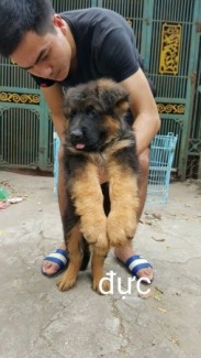 Bán Đàn GSD 2.5 tháng cực đẹp