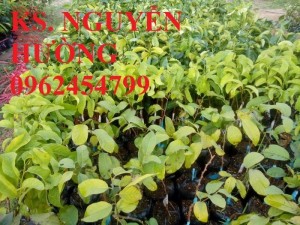 Chuyên cung cấp giống cây na thái lan chuẩn giống