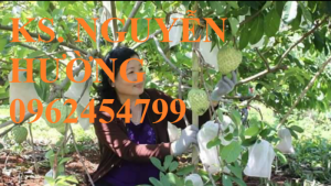 Chuyên cung cấp giống cây na thái lan chuẩn giống