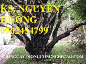 Chuyên cung cấp giống cây nho thân gỗ , giống quý