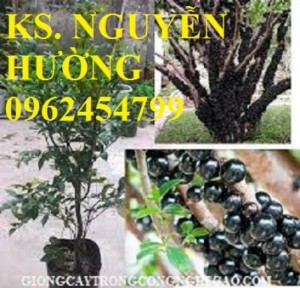 Chuyên cung cấp giống cây nho thân gỗ , giống quý