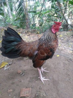 Gà Tre Lai