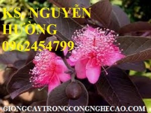 Chuyên cung cấp giống cây ổi tím malaysia