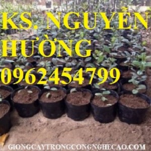 Chuyên cung cấp giống cây ổi tím malaysia