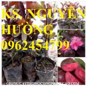 Chuyên cung cấp giống cây ổi tím malaysia
