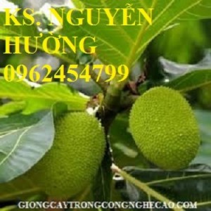 Chuyên cung cấp giống cây sa kê