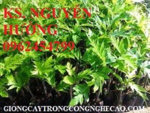 Chuyên cung cấp giống cây sa kê