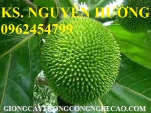 Chuyên cung cấp giống cây sa kê