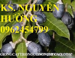 Chuyên cung cấp giống cây trám đen