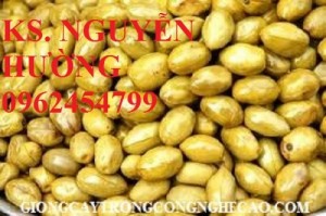 Chuyên cung cấp giống cây trám trắng