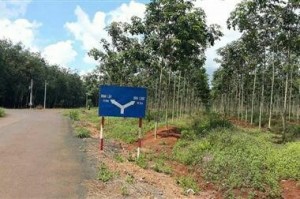 Một miếng đất vườn cao su không có nhà . mặt tiền đường rộng 10m2.