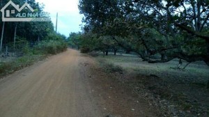Bán đất vườn cao su