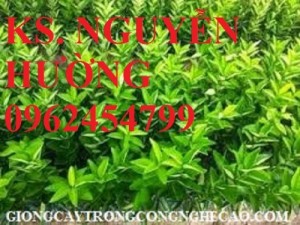 Chuyên cung cấp giống cây cam vinh chuẩn giống f1