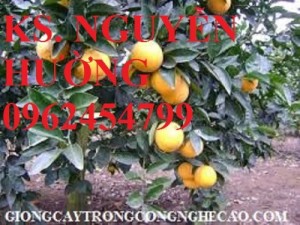 Chuyên cung cấp giống cây cam