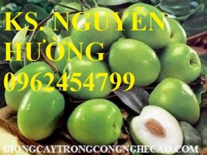 Chuyên cung cấp cây giống táo đại chuẩn giống loại F1