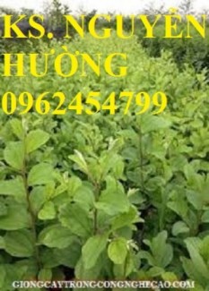 Chuyên cung cấp cây giống táo đại chuẩn giống loại F1