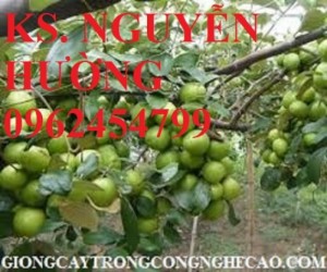 Chuyên cung cấp cây giống táo đại chuẩn giống loại F1