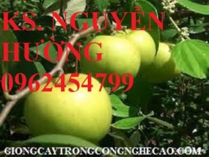 Chuyên cung cấp cây giống táo đài loan f1 chuẩn giống