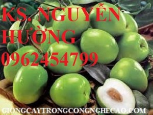 Chuyên cung cấp cây giống táo đài loan f1 chuẩn giống