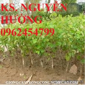 Chuyên cung cấp cây giống táo đài loan f1 chuẩn giống