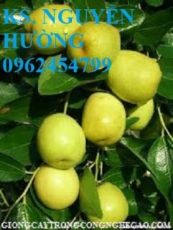 Chuyên cung cấp giống cây táo đào vàng chất lượng cao