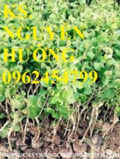Chuyên cung cấp giống cây táo đào vàng chất lượng cao