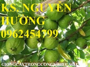 Chuyên cung cấp giống cây ổi đông dư hay ổi găng, ổi tứ quý chuẩn giống