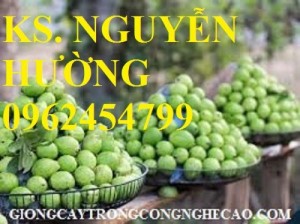 Chuyên cung cấp giống cây ổi đông dư hay ổi găng, ổi tứ quý chuẩn giống