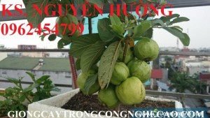 Chuyên cung cấp giống cây ổi nữ hoàng