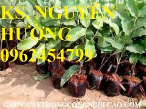 Chuyên cung cấp giống cây ổi nữ hoàng