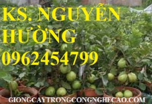 Chuyên cung cấp giống cây ổi nữ hoàng