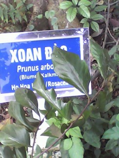 Chuyên bán hạt giống chất lượng xoan đào chính gốc tại Tuyên Quang