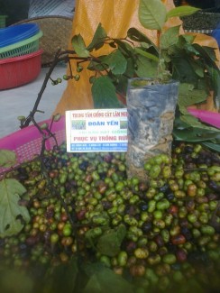 Chú ý! Đã tìm ra Hạt giống cây xoan đào chính gốc tại Tuyên Quang
