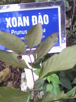 Bạn muốn tìm hạt giống cây xoan đào chính gốc? Chuyện nhỏ!