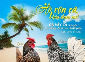 Gà vẩy cá (Sebright) thuẩn chủng 100% - Mỹ kê xứ Anh