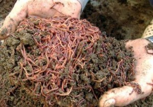hãy liên hệ ngay trùn quế gia lai để có các sản phẩm trùn quế tốt nhất