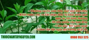 lá mật gấu