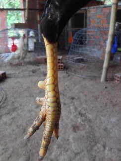 1kg250 đặt gà