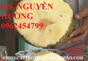 Chuyên cung cấp giống cây mít không hạt chất lượng cao