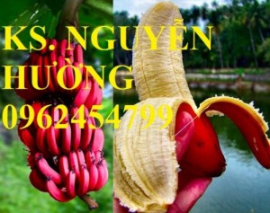 Chuyên cung cấp giống cây chuối Nuôi cấy Mô công nghệ cao, sạch bệnh, số lượng lớn