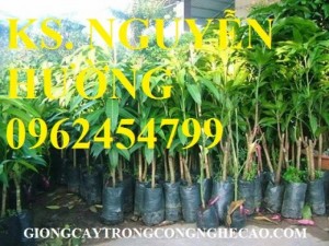 Chuyên cung cấp cây giống xoài thái (xoài thái lan)
