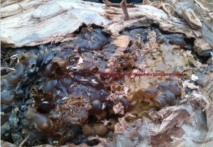 Tổ mật ong dú trong bọng cây !