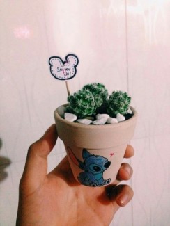 Cây cảnh để bàn