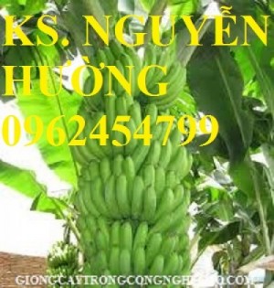 Chuyên cung cấp giống cây chuối tiêu hồng nuôi cấy mô chất lượng cao