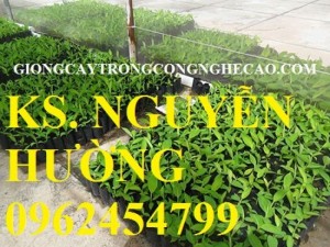 Chuyên cung cấp giống cây chuối tây thái lan nuôi cấy mô chất lượng cao