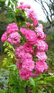 Hoa hồng thân gỗ - otto rose