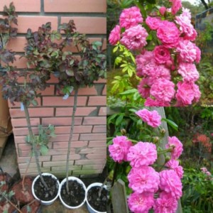 Hoa hồng thân gỗ - otto rose