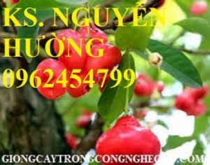 Chuyên cung cấp giống cây roi thái đỏ, roi an phước chuẩn giống